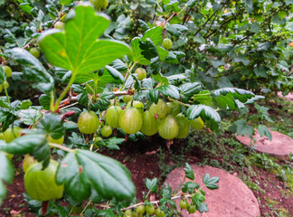 Fresh Green Gooseberries. Ripe Gooseberry In The Fruit Garden