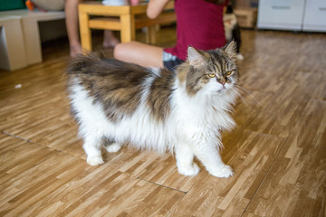 Cat cafe ,