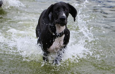 funny black great dane is running in the pool
