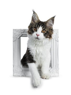 Sweet handsome black tabby with white Maine Cook cat kitten sitting in white picture frame, looking straight up lens isolated on white background