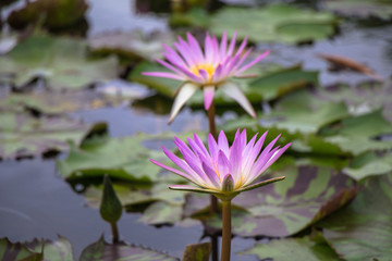 Full of  green lotus leafs on the lake, summer season.