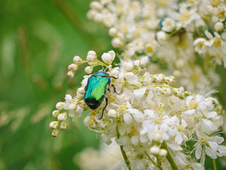 A black beetle with a green tint saves pollen on white small flowers