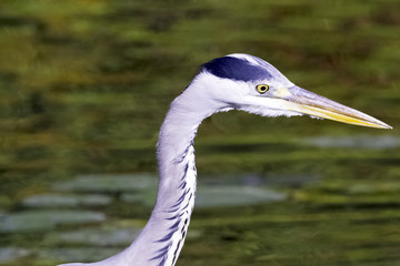 Wild grey heron (Ardea cinerea) on hunt in the River Thames - Richmond upon Thames, United Kingdom