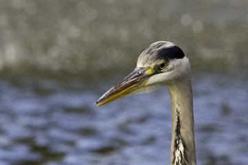 Wild grey heron (Ardea cinerea) on hunt in the River Thames - Richmond upon Thames, United Kingdom