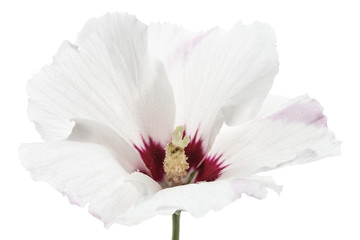 Obraz premium Flower of hibiscus, isolated on white background