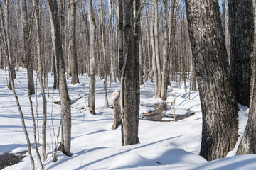Winter woods