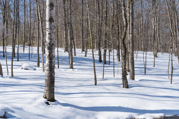 Winter woods