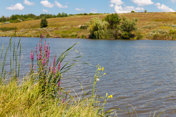 Purple Loosestrife (Lythrum Salicaria) flowers on a lakeshore