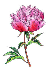 Pink peony, watercolor drawing with a contour, isolated on a white background with clipping path.