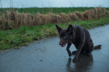 Wanderung mit Hund