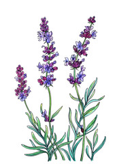 Obraz premium Flowering lavender, watercolor drawing with a contour, isolated on a white background with clipping path.