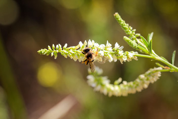Biene, Hummel an Pflanze