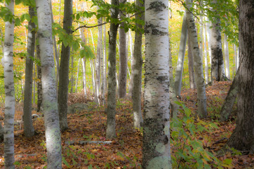 Birches
