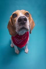 A cute beagle on a blue background