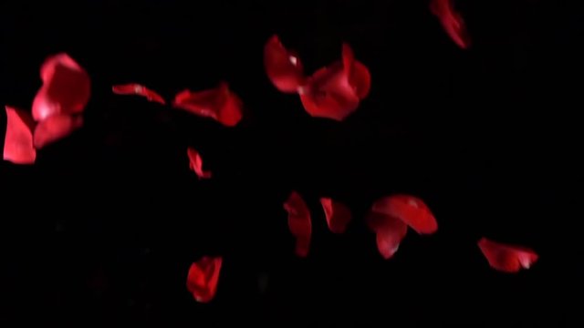 Real roses falling in slow motion on a black background