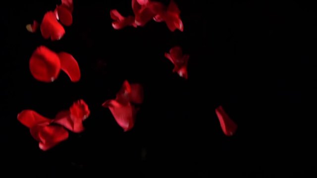 Real roses falling in slow motion on a black background
