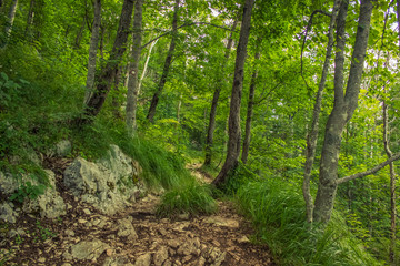 small lonely ground trail in green summer nature forest mountain landscape