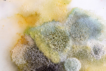 Backgrounds of Colony Characteristics of Fungus and algae in petri dish for education.