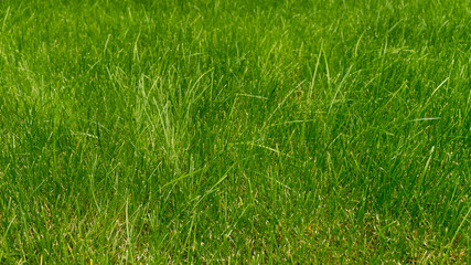 close-up. green grass in the afternoon
