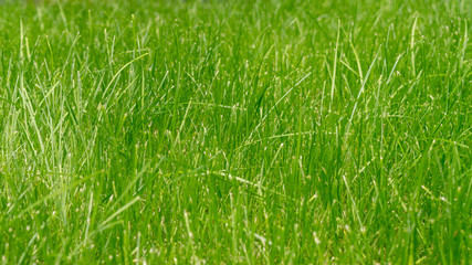 close-up. green grass in the afternoon