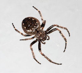 big spider araneus closeup on grey background