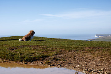 Dog admiring the view