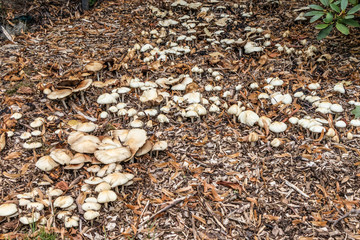Mushrooms, Hahnheide