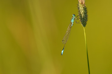 Gemeine Federlibelle ( Männchen )