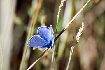 Bläuling auf Pflanze