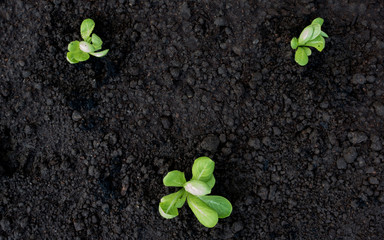 Selective focus of Vegetable sapling over the soil in the greenhouse