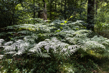 Fern, Hahnheide