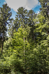 Hahnheide