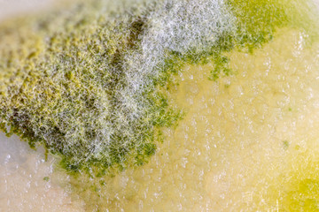 Backgrounds of Colony Characteristics of Fungus and algae in petri dish for education.