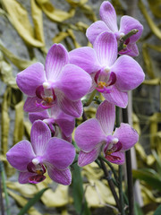 purple orchid flowers on a branch against a background of leaves and a stone wall
