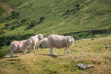 Obraz premium Sheep grazing in Summer landscape in Brecon Beacons National Park