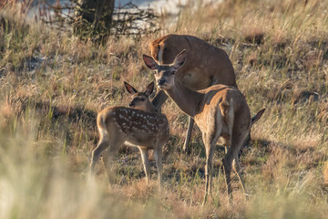Fototapeta premium Rotwild am meer