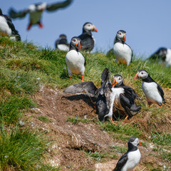 Colorful Atlantic Puffin or Comon Puffin Fratercula Arctica in Northumberland England on bright Spring day