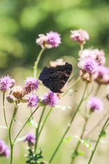 Tagpfauenauge (Inachis io) auf Distel