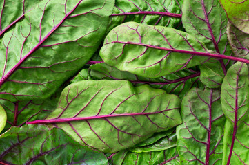 Fresh mangold (beet) green leaves background. Food backdrop. Top view.