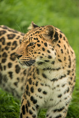 Fototapeta premium Beautiful close up portrait of Jaguar panthera onca in colorful vibrant landscape