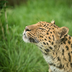 Beautiful close up portrait of Jaguar panthera onca in colorful vibrant landscape