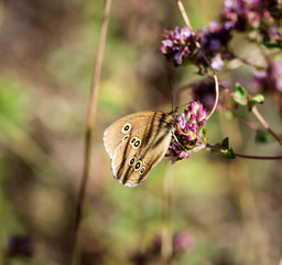 Schmetterling, Falter auf einer Pflanze