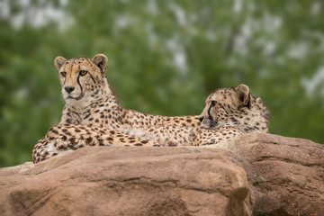 Beautiful close up portrait of Cheetah Acinonyx Jubatus in colorful landscape