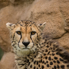 Beautiful close up portrait of Cheetah Acinonyx Jubatus in colorful landscape