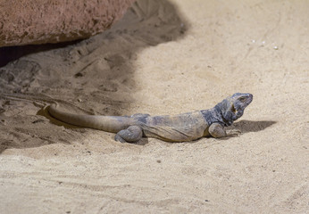chuckwalla in desert ambiance
