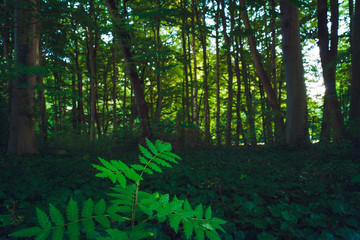 Forest with sun rays