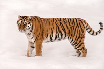 Obraz premium standing tiger in the snow 