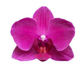 Naklejka na ściany i meble Orchid Flower Isolated on White Background
