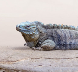 Cuban rock iguana on stony ground