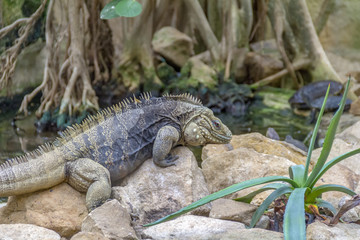 Cuban rock iguana in stony ambiance